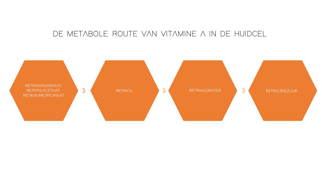 metabole route van vitamine a naar rentinol
